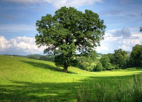 Serene landscape of a sunny countryside field with a prominent oak tree and lush greenery, perfect for nature backgrounds.